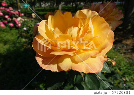 満開のバラ オレンジ 満開のバラ オレンジ 57526381