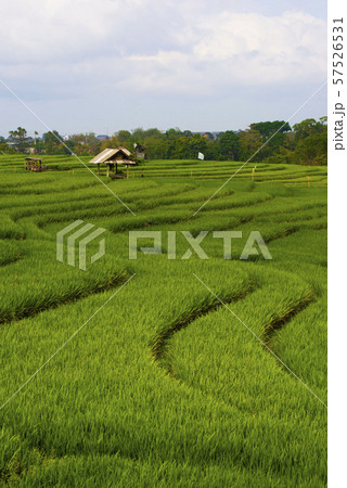 Rice Terrace, a famous attractions of Asia Rice Terrace, a famous attractions of Asia 57526531