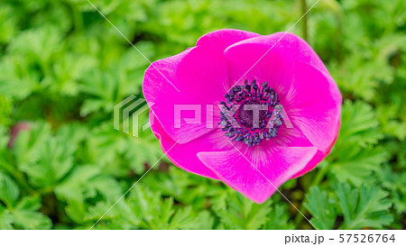 アネモネ　16：9 57526764