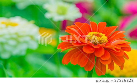 百日草　16：9 57526828