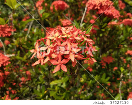 Ixora spp or scientific name is Ixora chinensis Lamk.  57527156