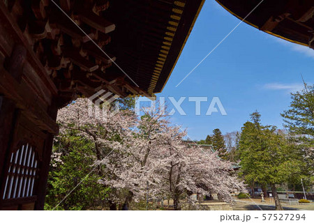 本寺高田山専修寺 境内 本寺高田山専修寺 境内 57527294