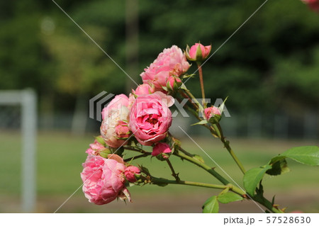 ピンクのバラの花 57528630