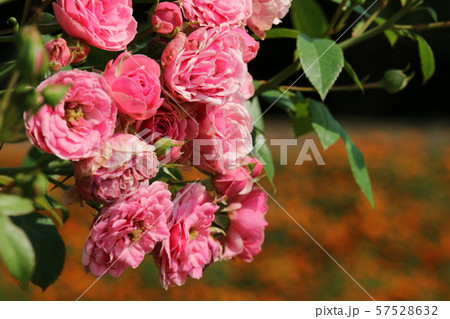 ピンクのバラの花 57528632
