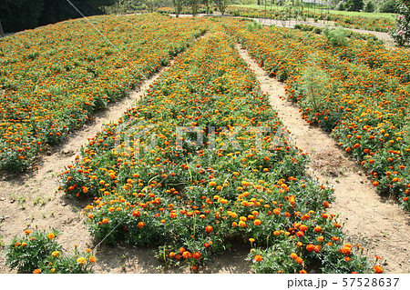 天神山公園のお花畑 57528637