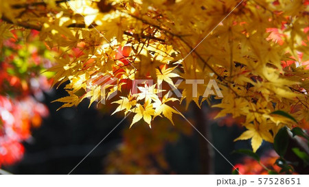 紅葉 57528651