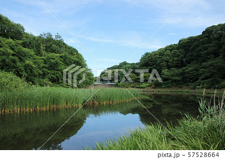 大和市・泉の森公園の風景 57528664