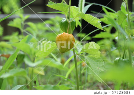 ほおずきの実 57528683