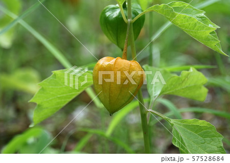 ほおずきの実 ほおずきの実 57528684