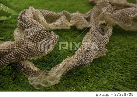 Python molt on a grass, focus selective 57528709
