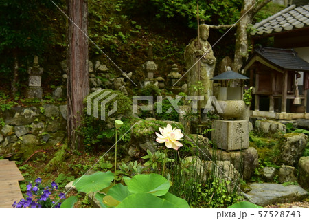蓮の花とお地蔵様 57528743