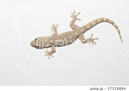 やもりの写真素材 [57528884] - PIXTA