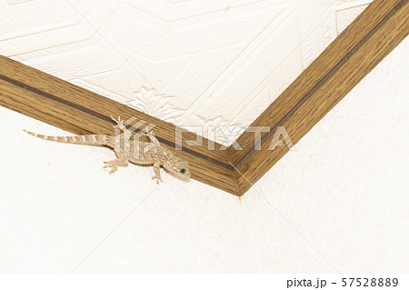 やもり やもり 57528889