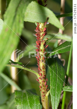 セイタカアワダチソウヒゲナガアブラムシ セイタカアワダチソウヒゲナガアブラムシ 57529131