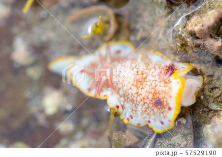 サラサウミウシ 57529190