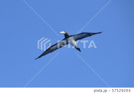 カツオドリ カツオドリ 57529203