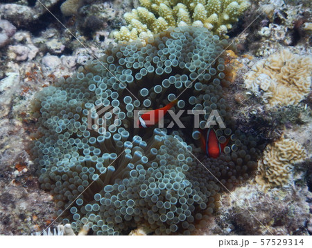 かくれクマノミ かくれクマノミ 57529314