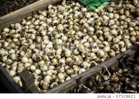 Plant bulbs 57529621