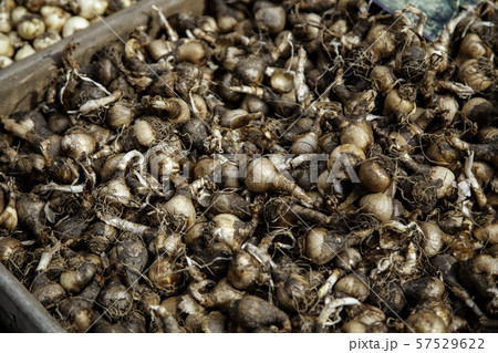 Plant bulbs 57529622