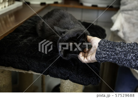 Abandoned cats in shelter Abandoned cats in shelter 57529688