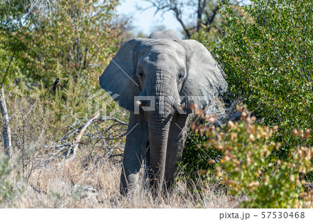 An African Elephant Emerging from the Bushes An African Elephant Emerging from the Bushes 57530468