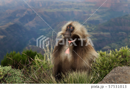 Gelada monkey in Simien mountains national park Gelada monkey in Simien mountains national park 57531013