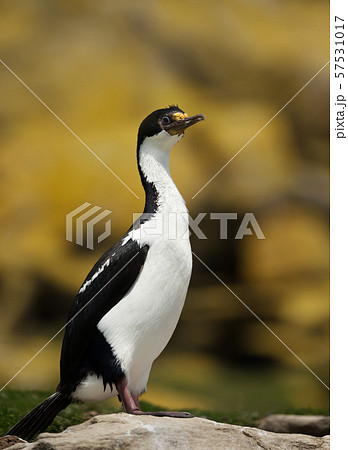 Close-up of an Imperial shag perched on a rock Close-up of an Imperial shag perched on a rock 57531017