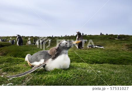 Gentoo penguin chick lying on grass Gentoo penguin chick lying on grass 57531027