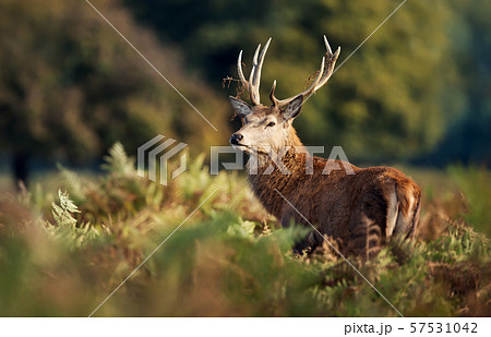 Red deer stag with grass on antlers  57531042