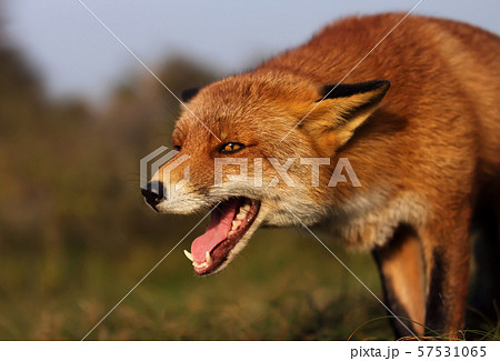 Close up of a red fox in the meadow 57531065