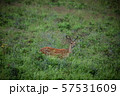 エゾシカ 57531609