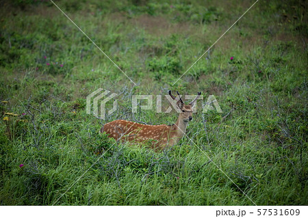 エゾシカ 57531609