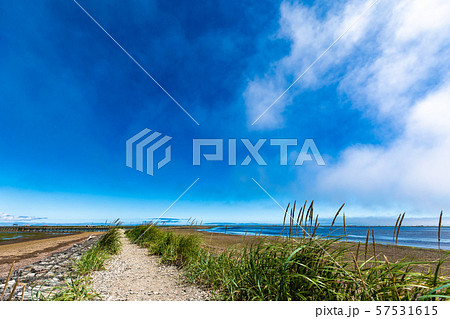 トドワラ 57531615