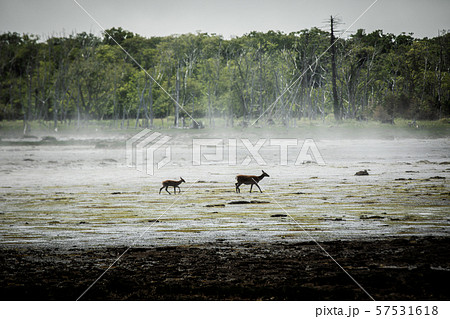 エゾシカの親子 57531618