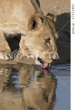 Adult female lion drinks at a watering hole Adult female lion drinks at a watering hole 57531862