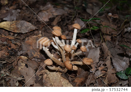 カオリツムタケ 57532744