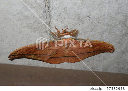 ヤママユガ 57532958