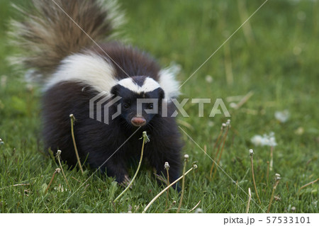 Humboldt's hog-nosed skunk 57533101