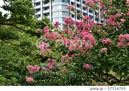 浜離宮　さるすべり 57534703