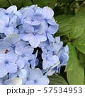 紫陽花 57534953