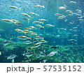 水族館 57535152