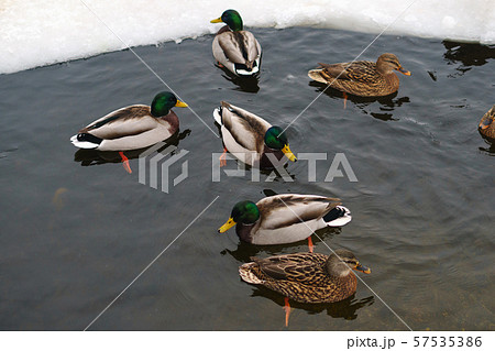 Ducks in the winter pond 57535386