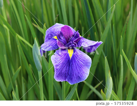 花菖蒲の季節がやってきた北山公園(5) 57535928