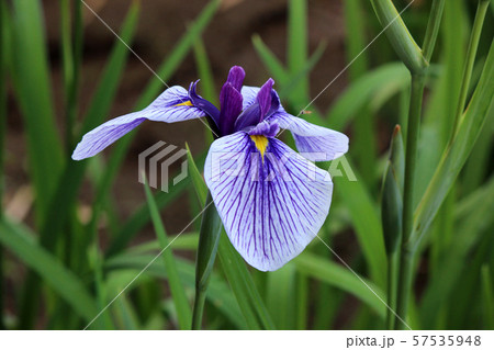 美しく整った形の花びらを開くハナショウブ(9) 57535948