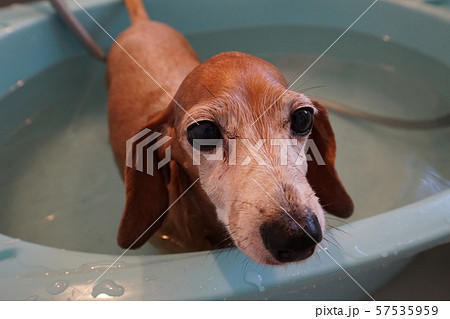 犬シャンプー 犬シャンプー 57535959