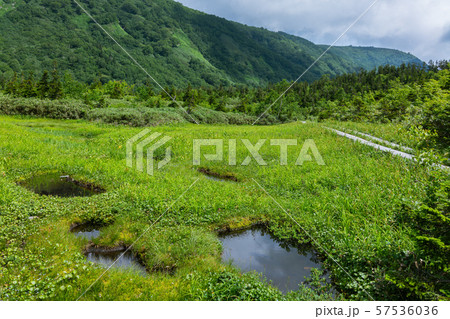 池塘:栂池自然園 北安曇郡小谷村 池塘:栂池自然園 北安曇郡小谷村 57536036