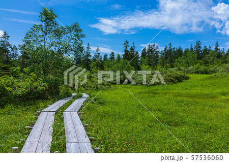 浮島湿原:栂池自然園 北安曇郡小谷村 浮島湿原:栂池自然園 北安曇郡小谷村 57536060