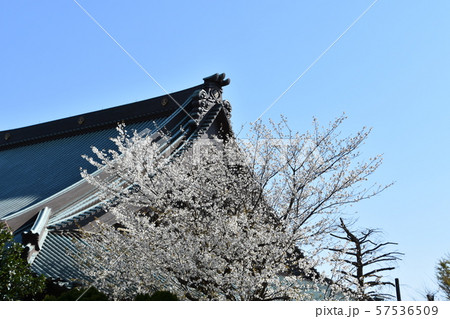 遊行寺 藤沢市 遊行寺 藤沢市 57536509