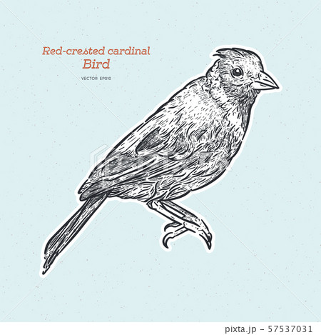 Red-crested cardinal, Paroaria coronata, single 57537031