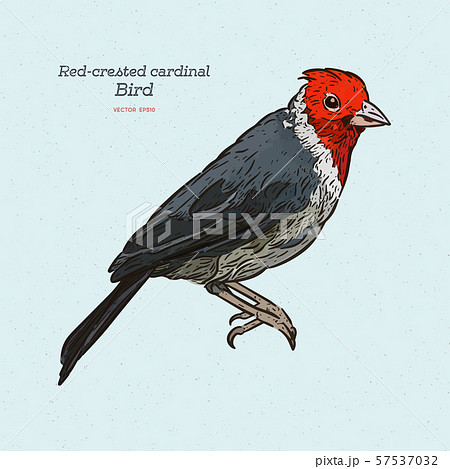 Red-crested cardinal, Paroaria coronata, single 57537032